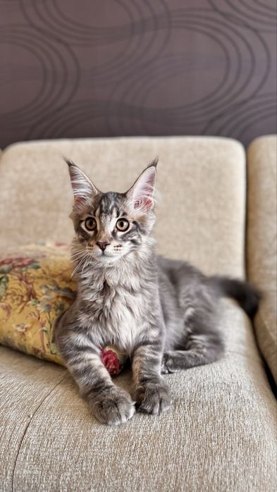 Мэйн-Кун породистый.