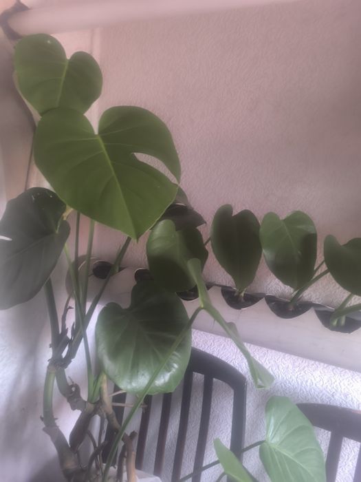 Монстера детки монстеры