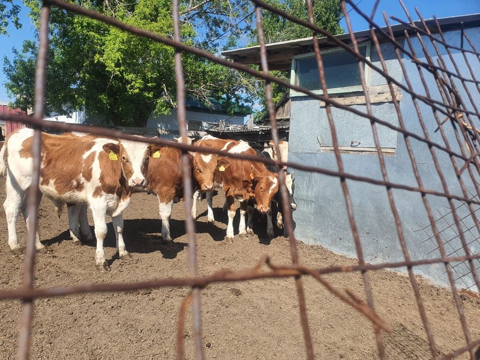 Продам молодняк сементала
