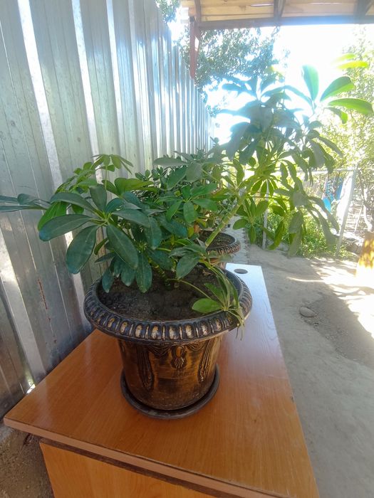 Цветы в больших горшках