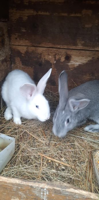 Schimb cu găini de casă