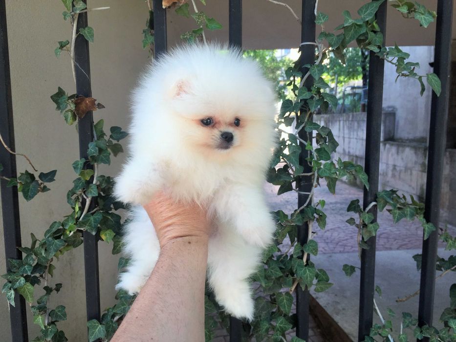 Померан мини Померанчета