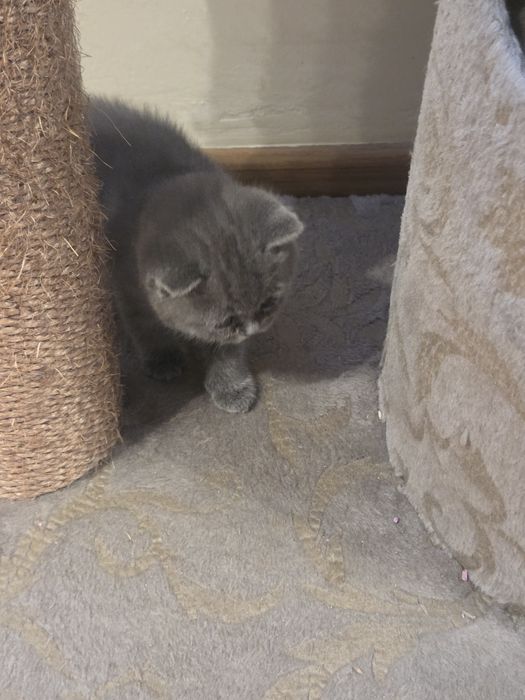 Британски късокосмеси котенца