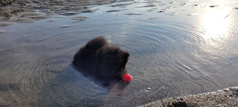 Pomeranian băiețel pufos