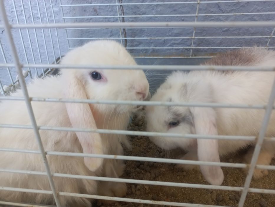 Карликовый кролик Пара