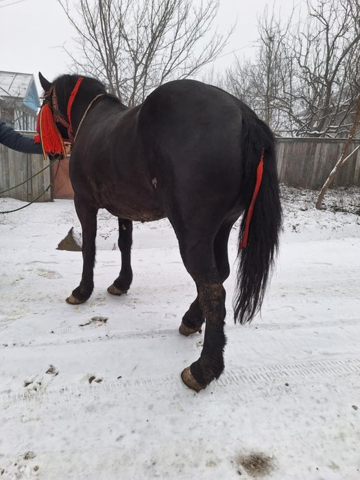 Cal castrat de 7 ani