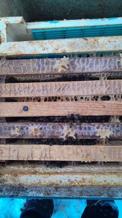 Пчёлы, пчелопакеты