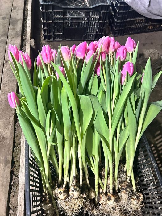 Тюльпаны оптом и в роз