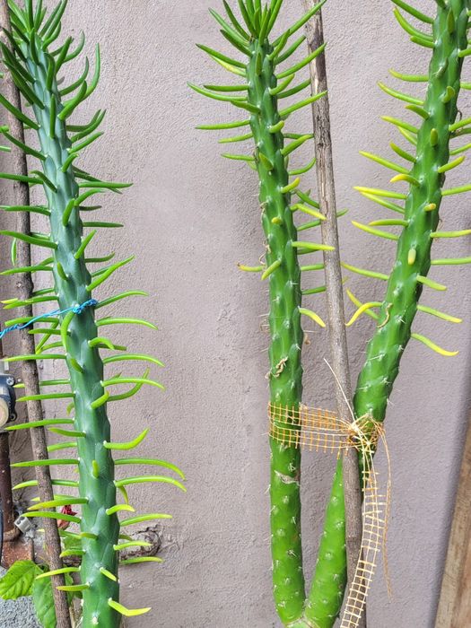 Cactuși inalti spectaculosi