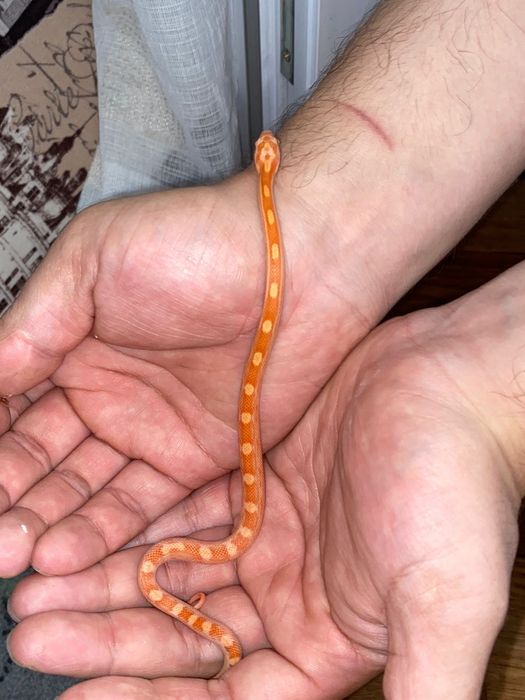 Маисовый полозы змея