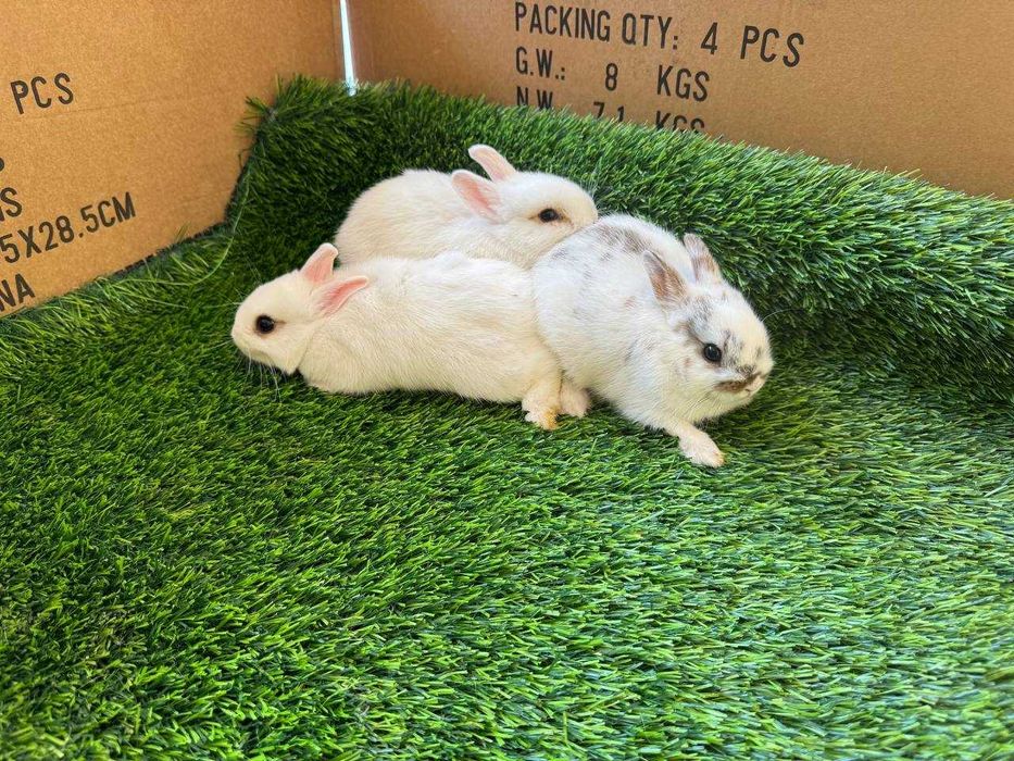 Karlik quyonlar / Карликовые кролики