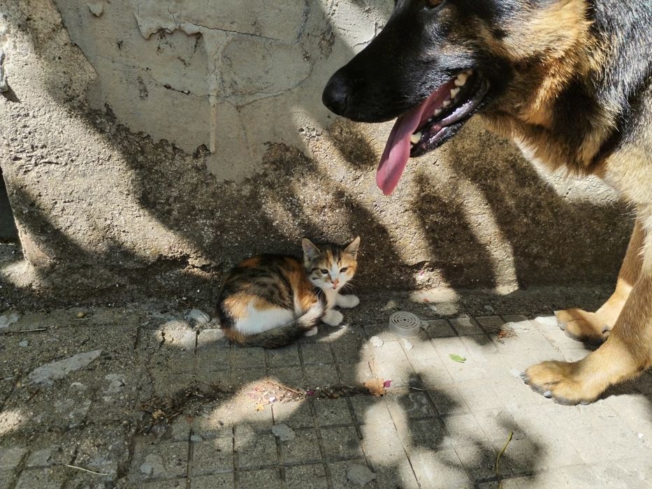 Подарявам котенце