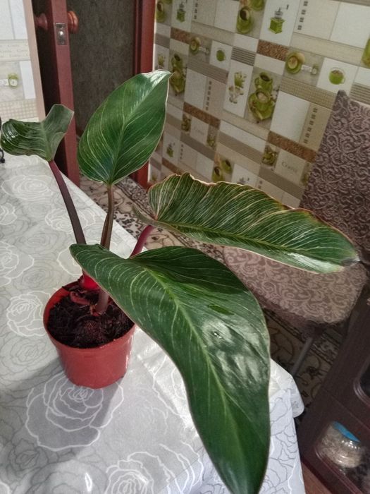 Филодендрон розовый
