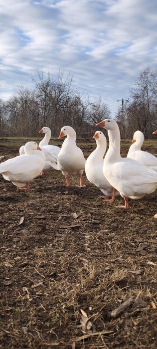 Vând gâște domestice