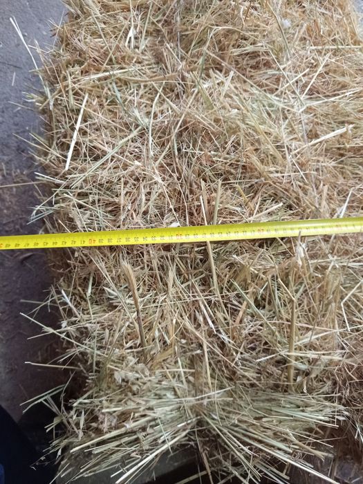 тог хашаги сони 50 дона