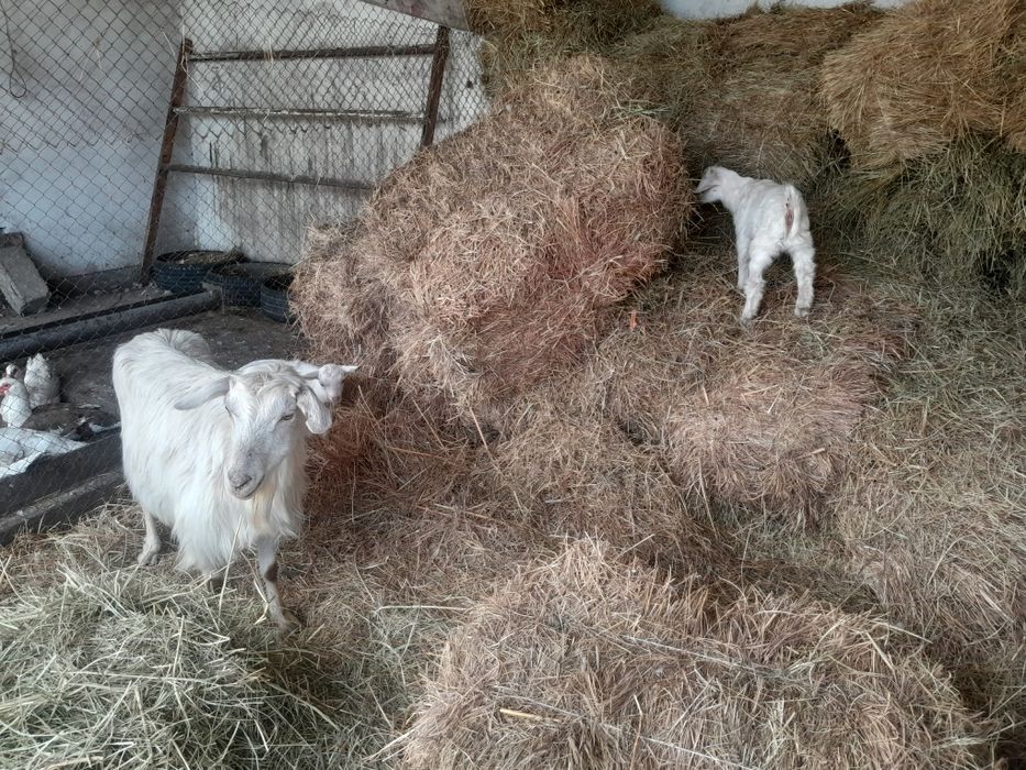 Продам дойную козу
