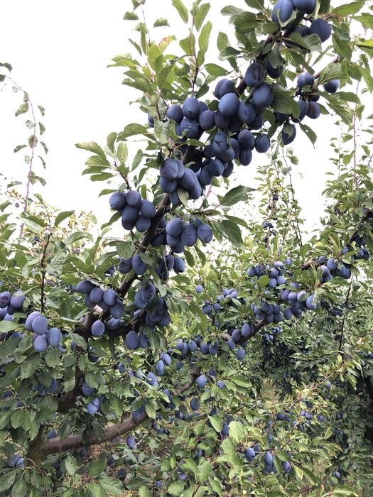 Prune Stanley dulceata, gem, tuica
