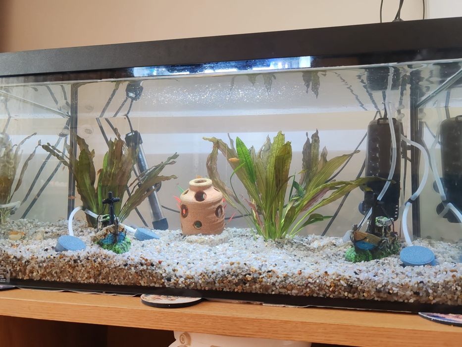 Acvariu mare 60 l  acvariu mic 5 l peștii de 2 luni +accesoriile incluse în preț