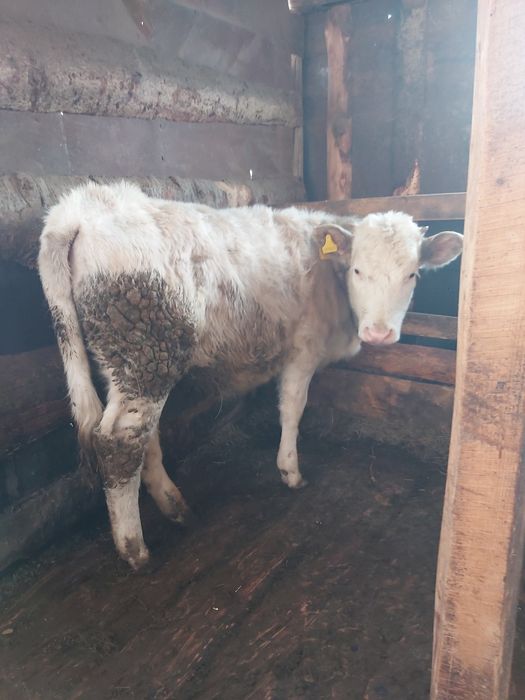 Продам бычков годовалых