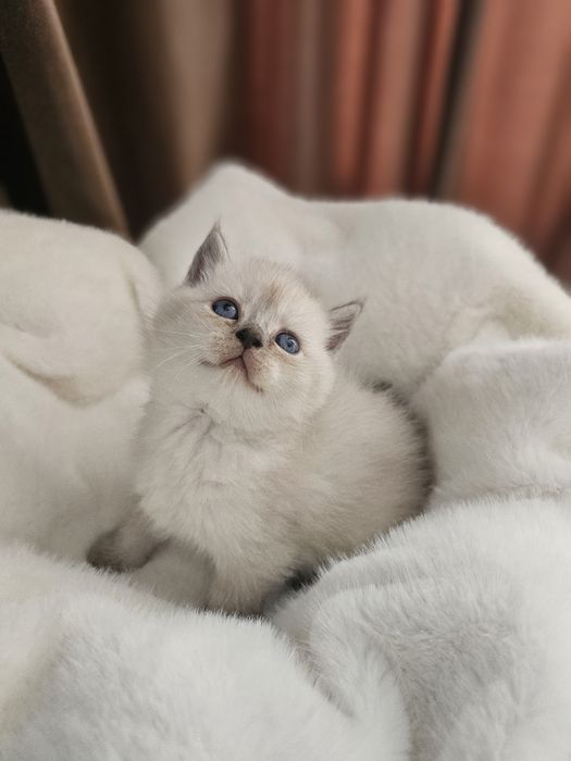 Британские малыши котята