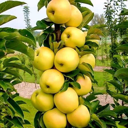 Pomi columnari fructiferi , diferiti ani de vegetatie