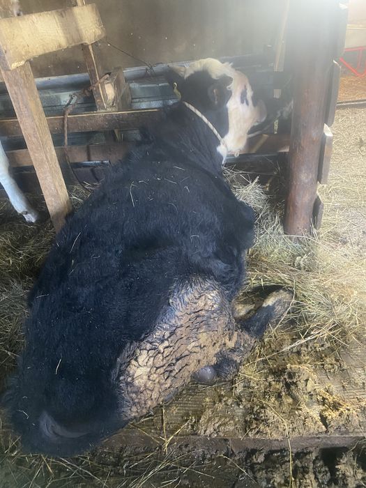 Продам телят плюс минус год им