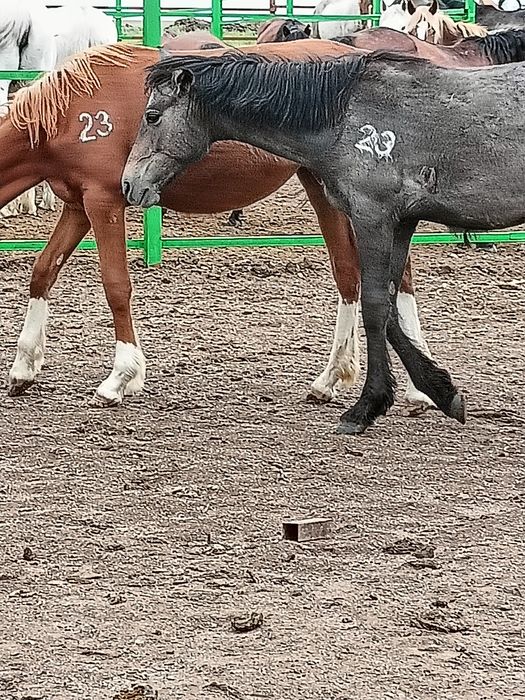 Тавро, танба, азот