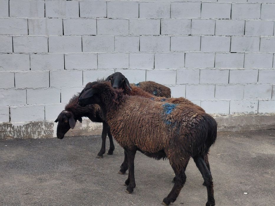 Кой. Токты сатылады