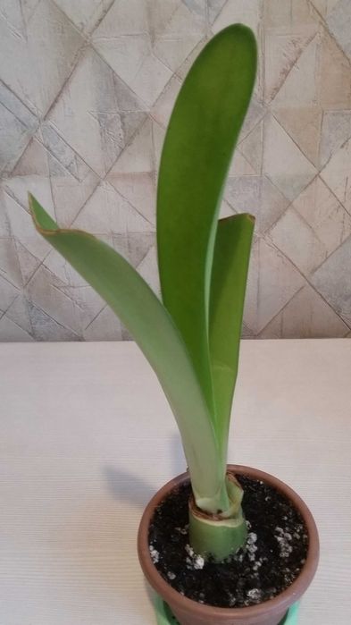 Продаю комнатные цветы разные