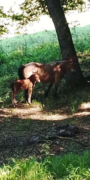 Vând iapa cu mânz