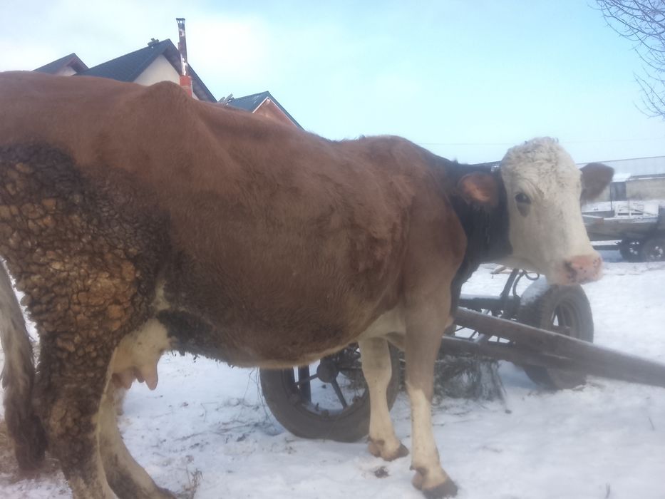 Vnd vaca bălțată pe roșu gestante an 7 lui SI jumătate SI vine cu al 4