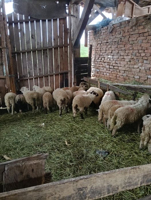 Miei de vânzaree