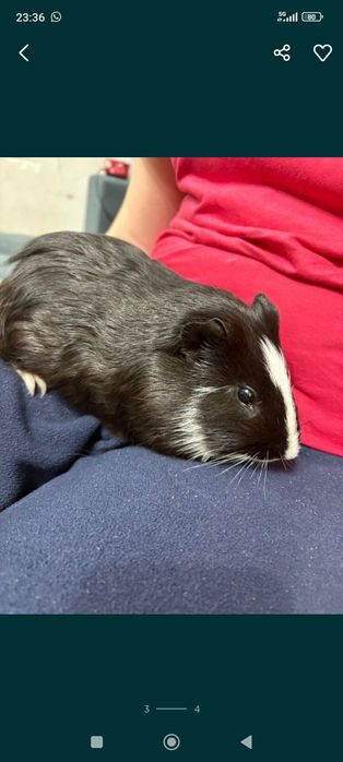 Морская свинка мальчик