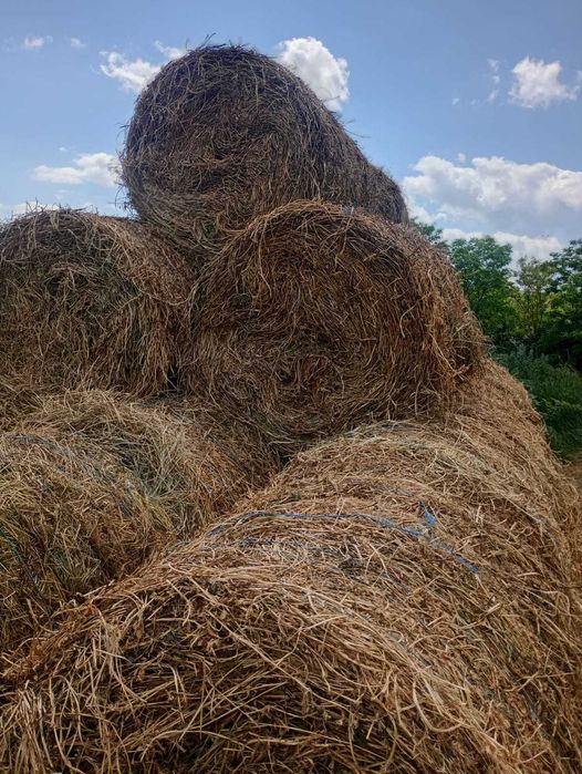 De vânzare baloți de lucernă