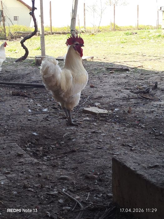 Разплодни яйца от Бяло Брезе