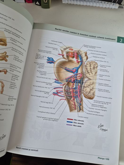 Atlas de Anatomie a Omului Frank Netter Ediția a 7-a