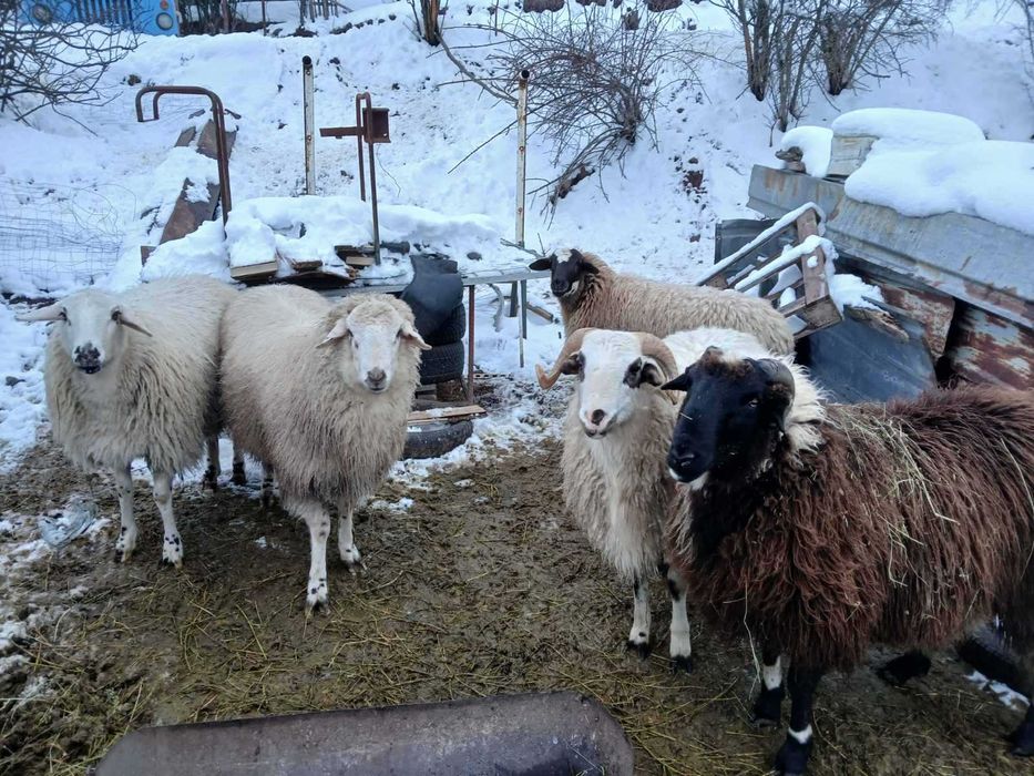 Продавам добре отгледани овце