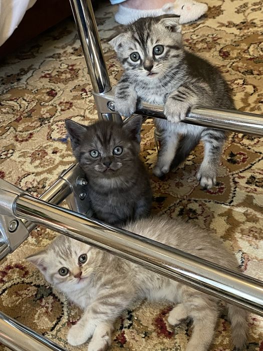 Продаю шатланских котят