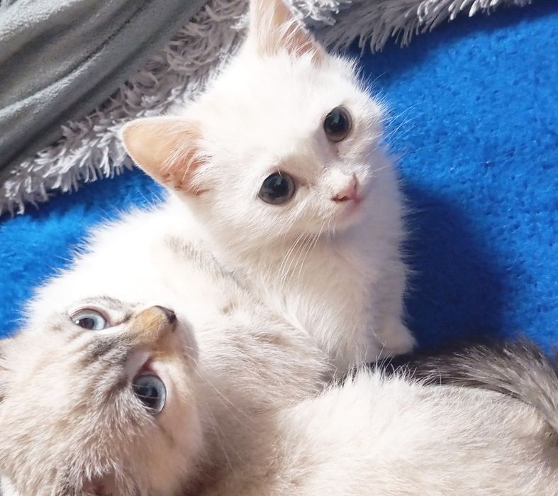 Erkak jinsiy aloqa paytida xotinini opadi