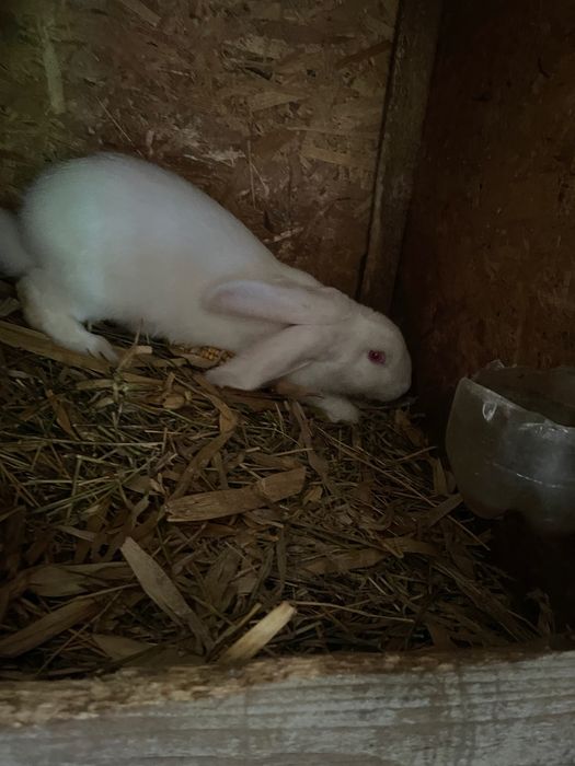 Vand treu femele 2 de 8 luni si una de 6