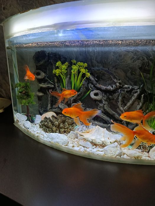 Продается аквариум со всем содержимым