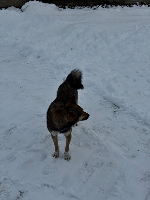 Продам ЗСЛ срочно