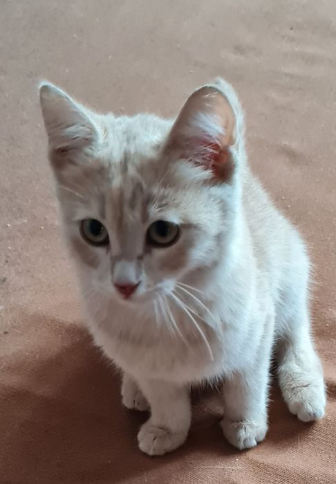 Котенок мальчик в добрые руки