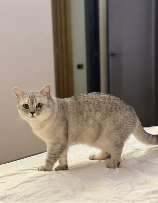 Британская серебристая шиншилла кот