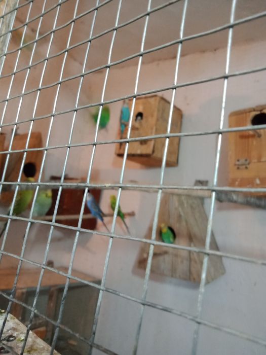 Продаются попугаи волнистые