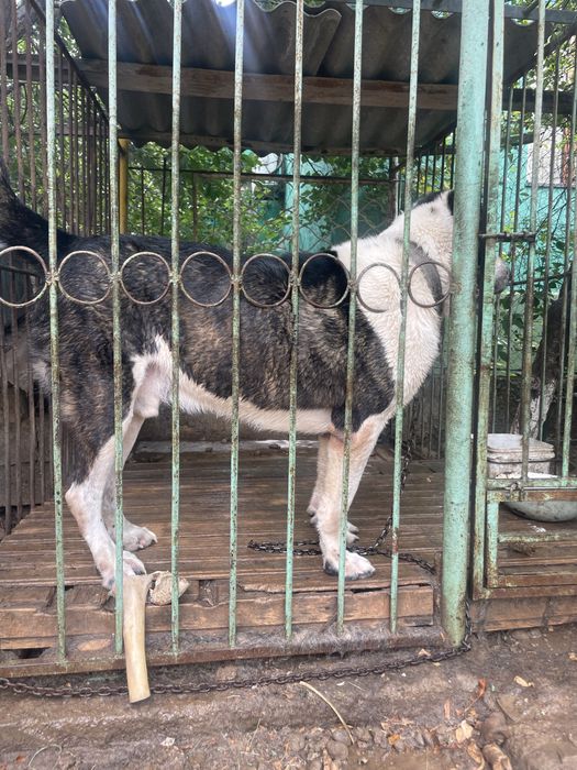 Ит сатылады жасы 4 те