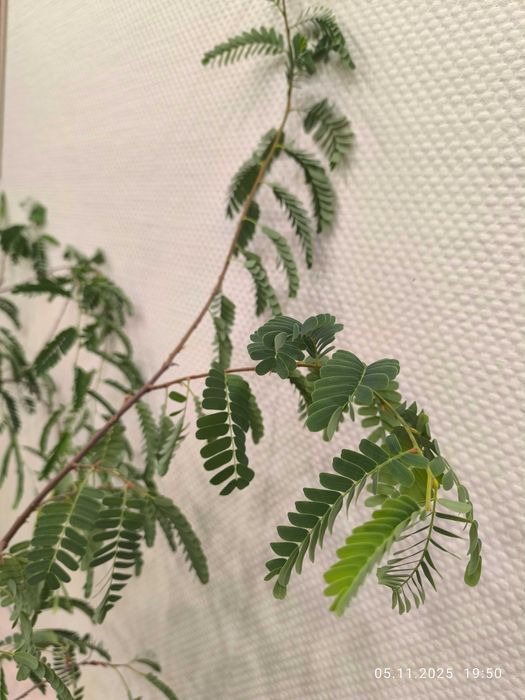 Тамаринд дерево в горшке