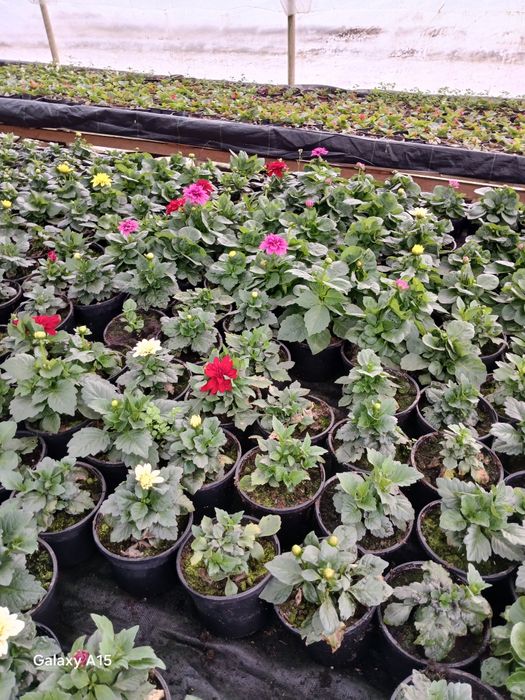 Vand flori de primavara