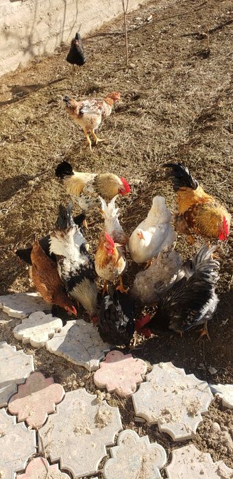 5 joja horozlar sotiladi yeb ichiwlari yahwi soglom