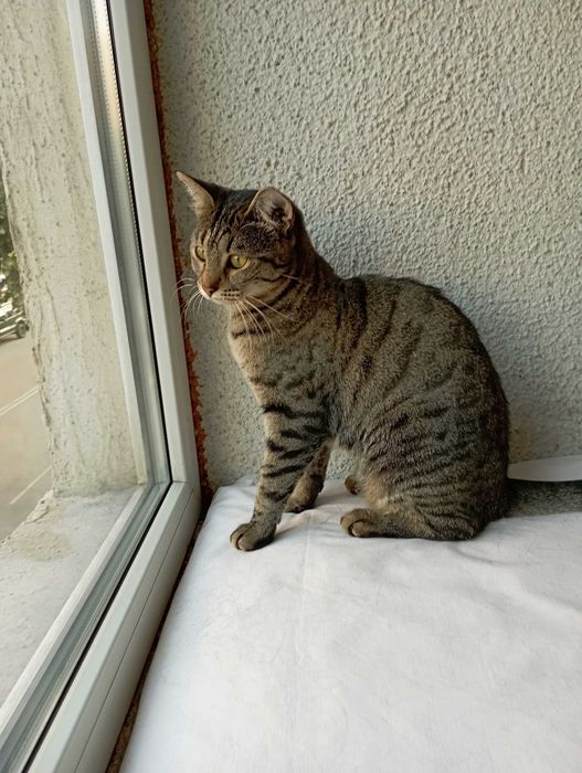 Тигра 1 годишна красавица.